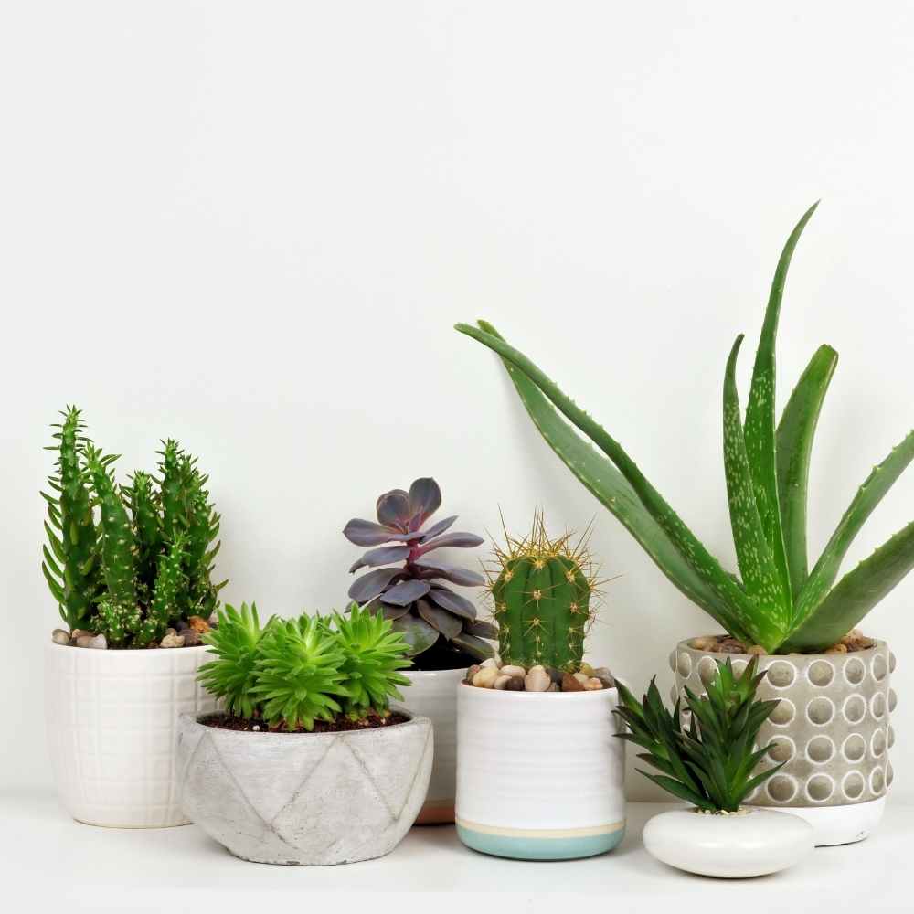 various succulent pots