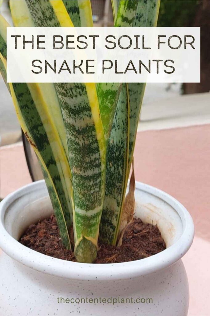 the best soil for snake plants-pin image