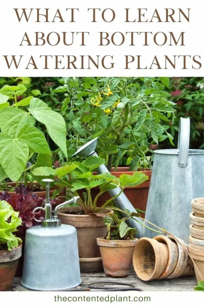 what to learn about bottom watering plants-pin image
