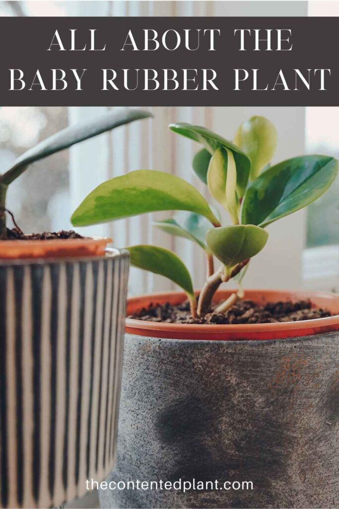 All about the baby rubber plant-pin image