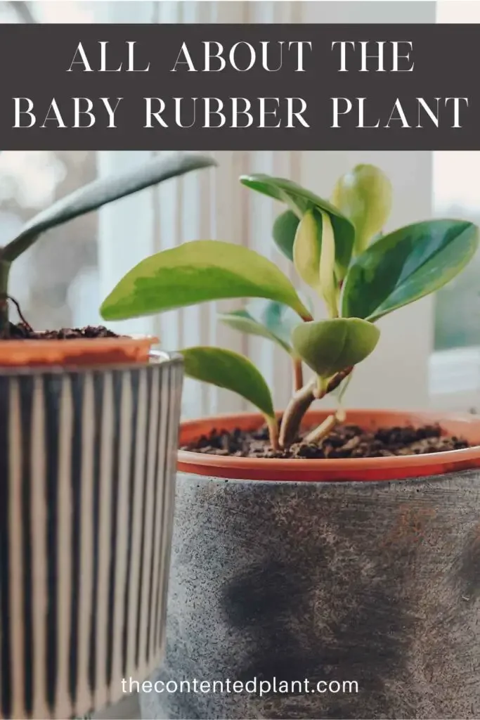 All about the baby rubber plant-pin image