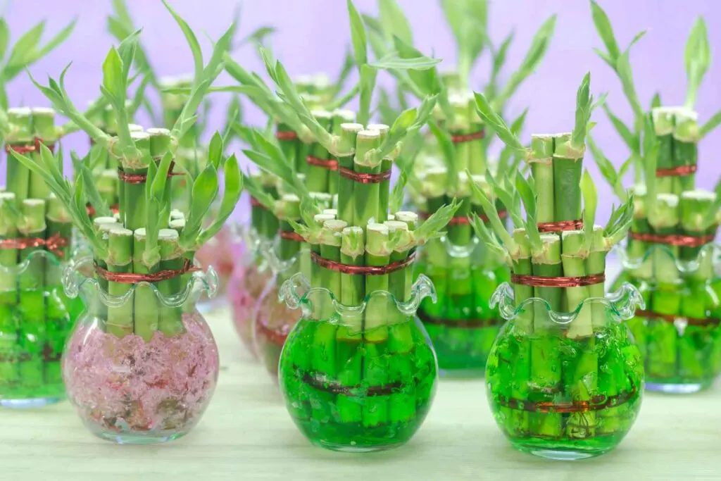 Lucky bamboo in vases