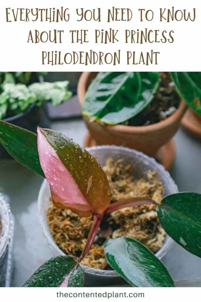 Everything you need to know about the pink princess philodendron plant-pin image