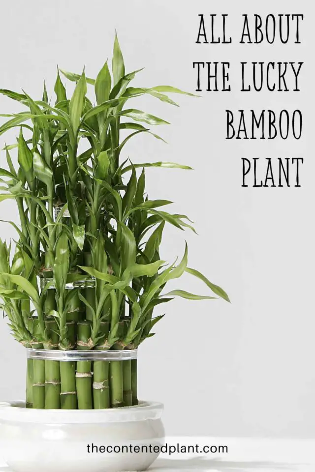 Lucky Bamboo Plant Profile and Care guide - The Contented Plant