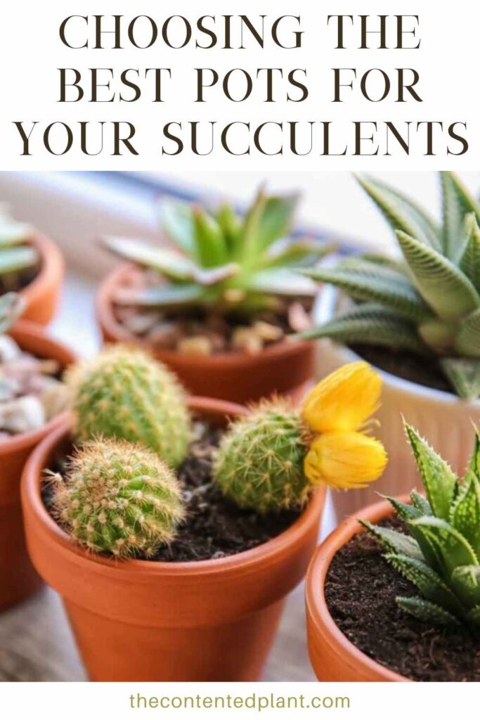 choosing the best pots for your succulents-pin image