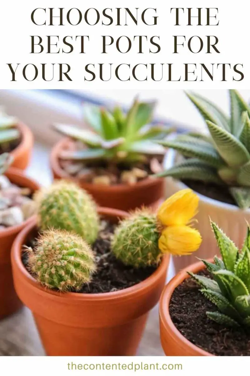 Choosing The Best Succulent Pots The Contented Plant