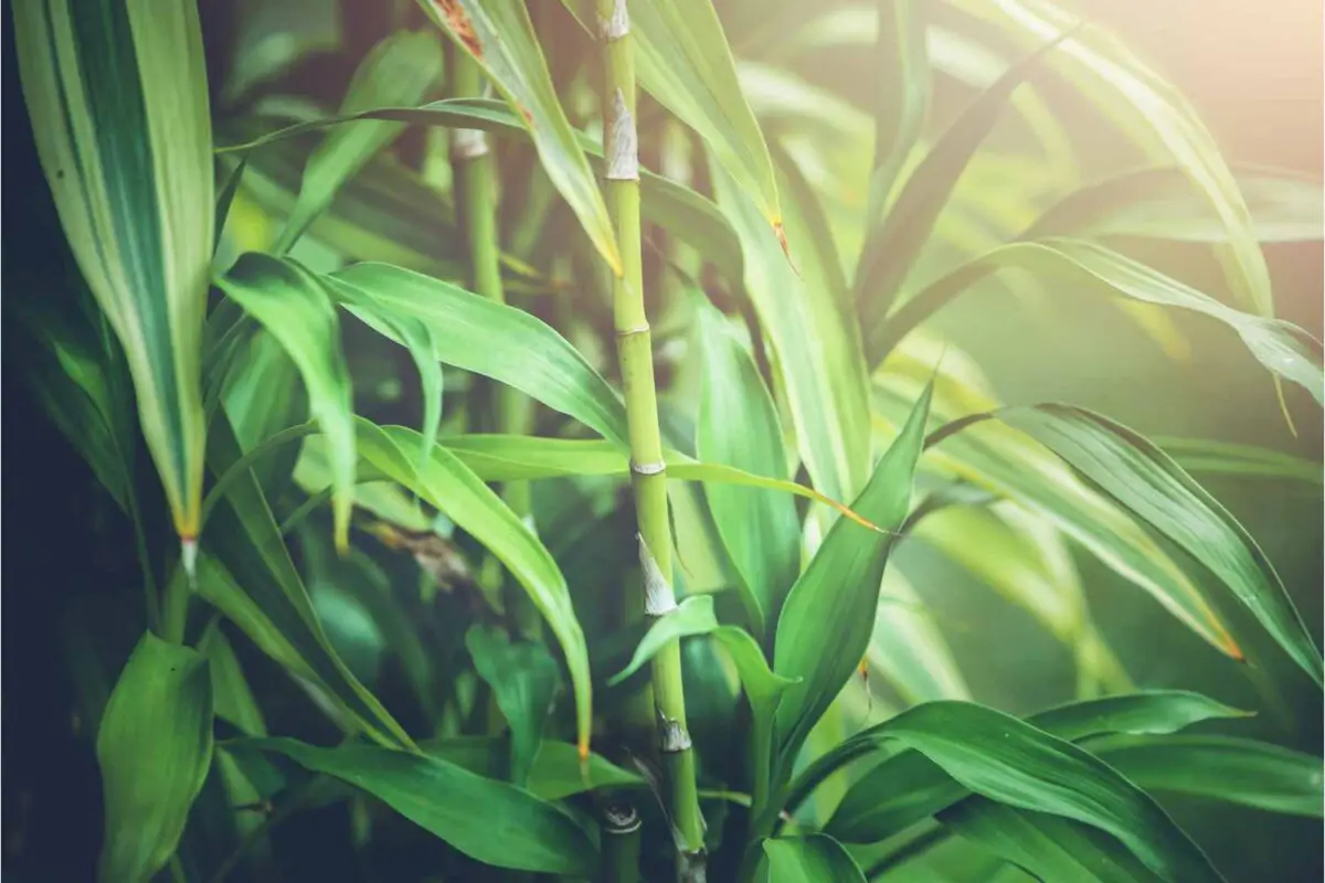 Lucky Bamboo Plant Profile and Care guide The Contented Plant