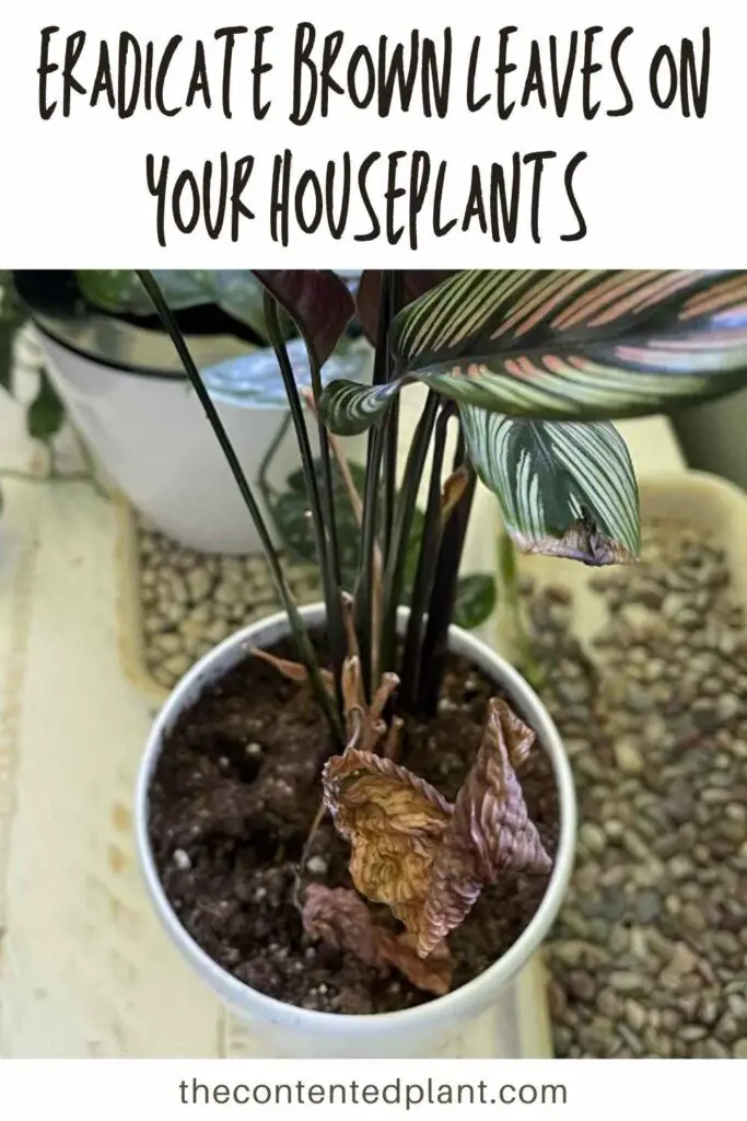 eradicate brown leaves on your houseplants-pin image