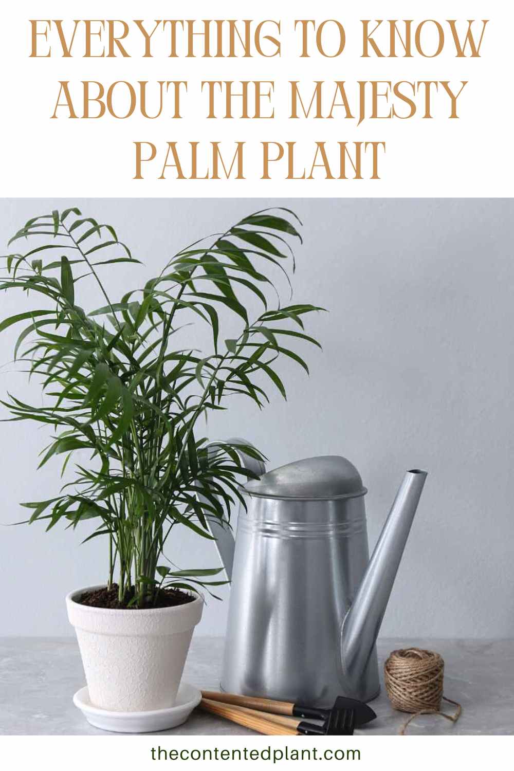 Majesty Palm Care Guide & Plant Profile - The Contented Plant