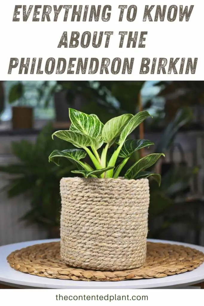 everything to know about the philodendron birkin-pin image