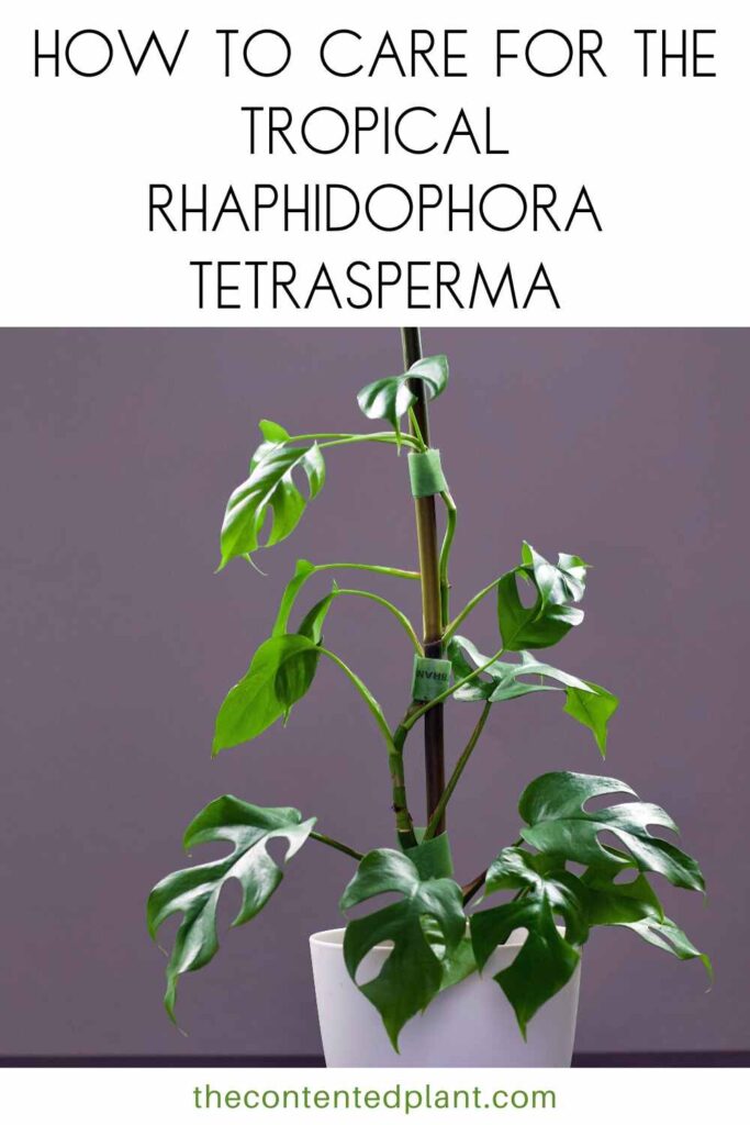how to care for the tropical rhaphidophora tetrasperma-pin image