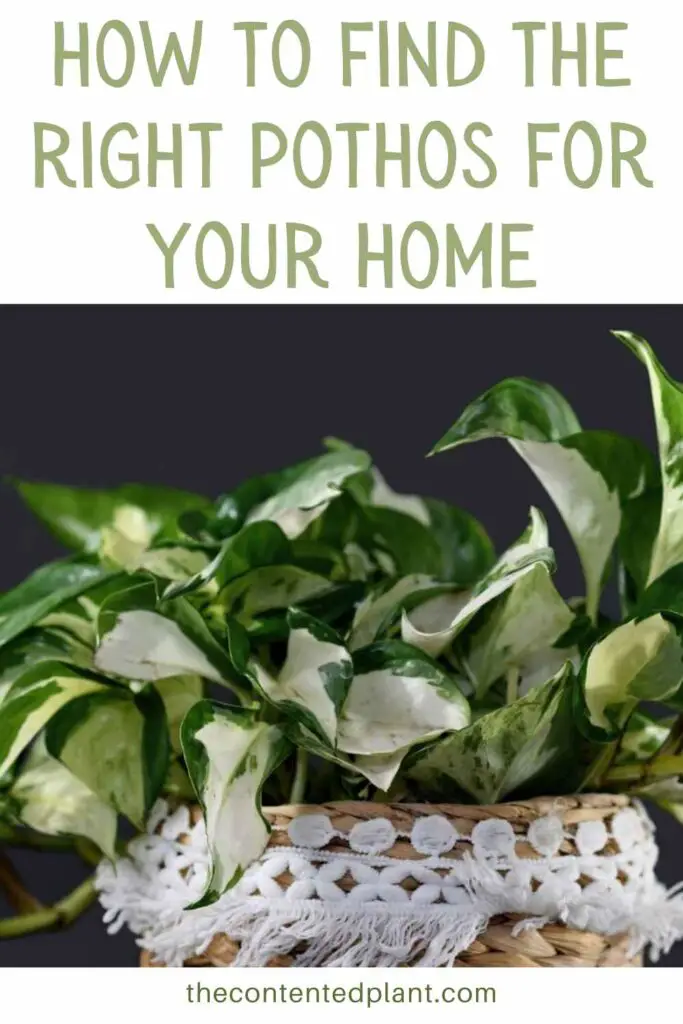 how to find the right pothos for your home-pin image