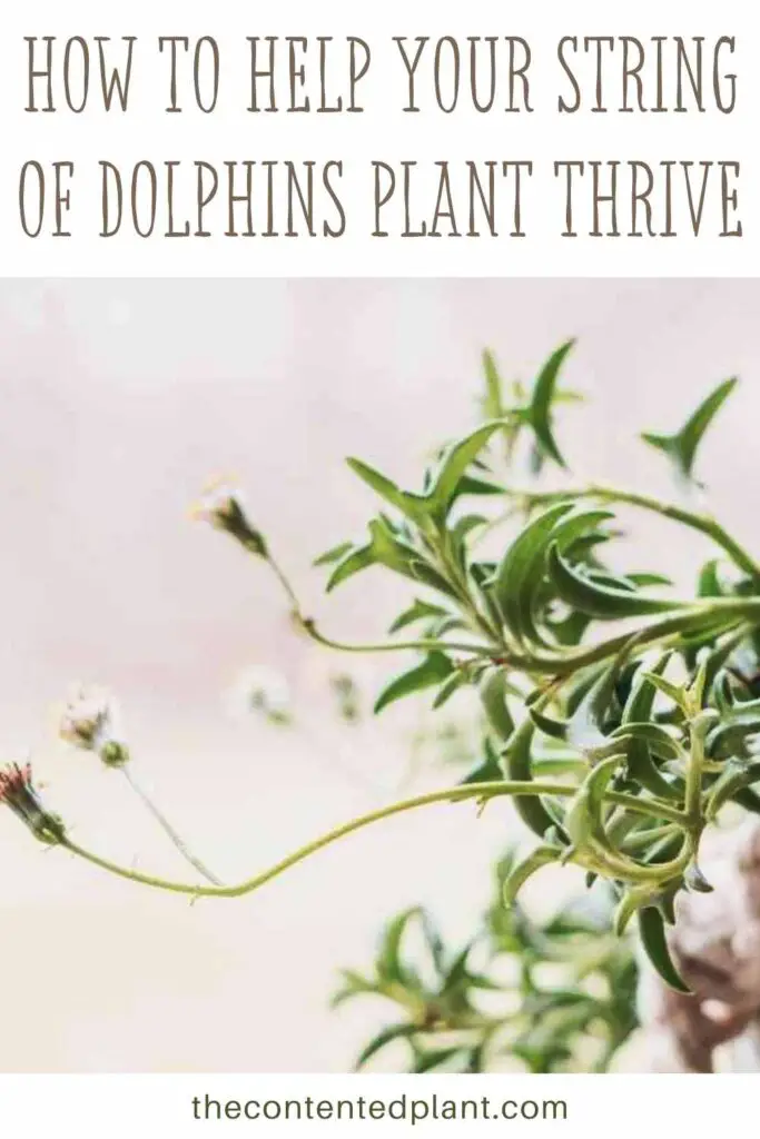 how to help your string of dolphins plant thrive-pin image