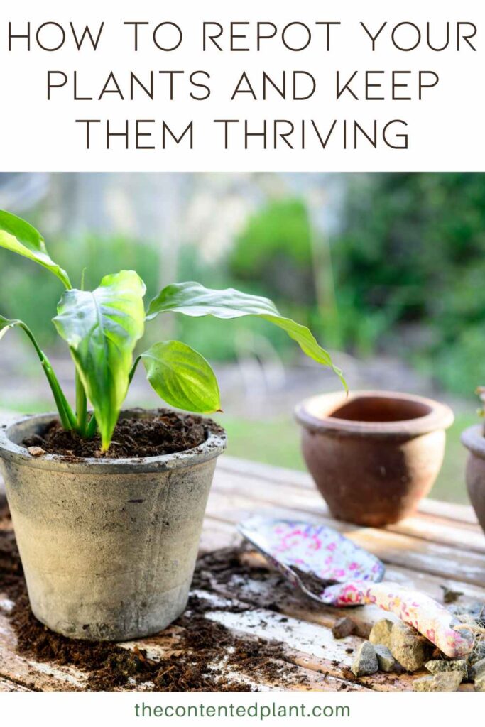 how to repot your plants and keep them thriving-pin image