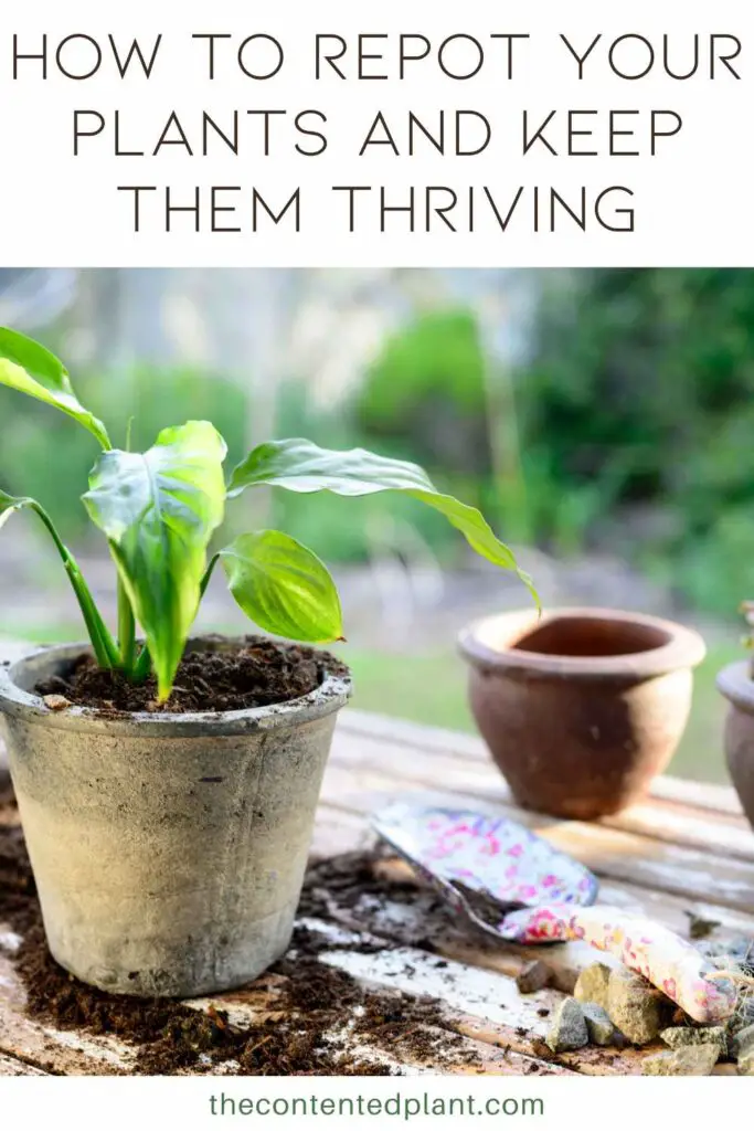 how to repot your plants and keep them thriving-pin image