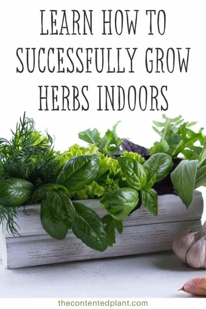 learn how to successfully grow herbs indoors-pin image