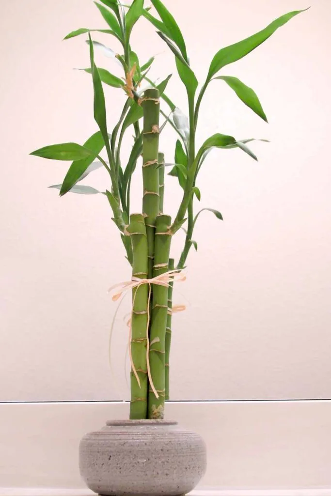 lucky bamboo 