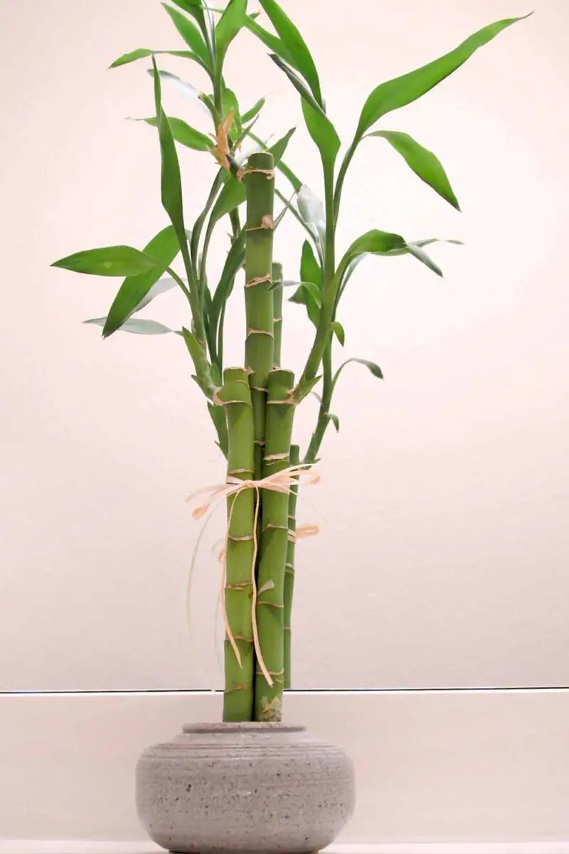 Lucky Bamboo Plant Profile and Care guide The Contented Plant
