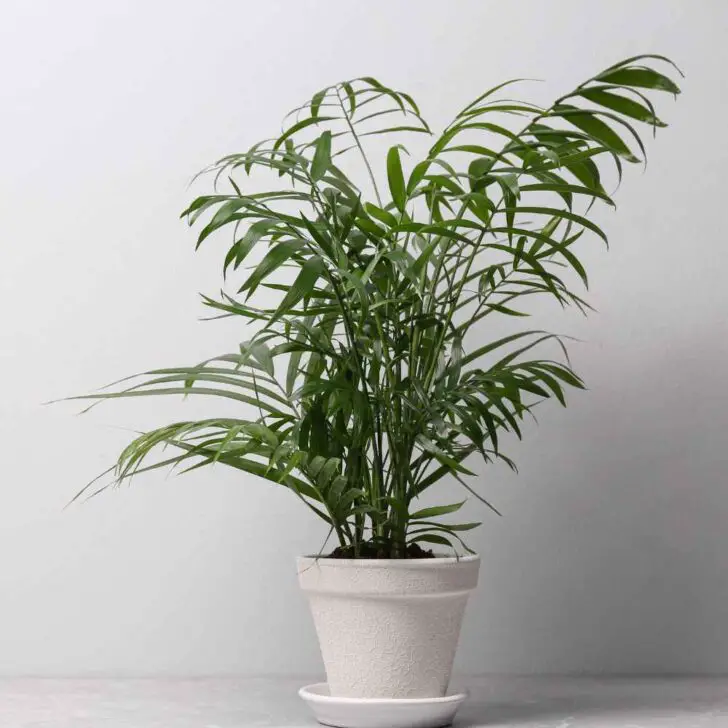 Majesty Palm Care Guide & Plant Profile - The Contented Plant