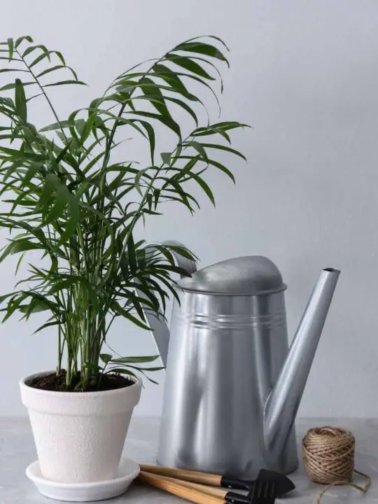 Are Majesty Palms Toxic To Cats And Dogs