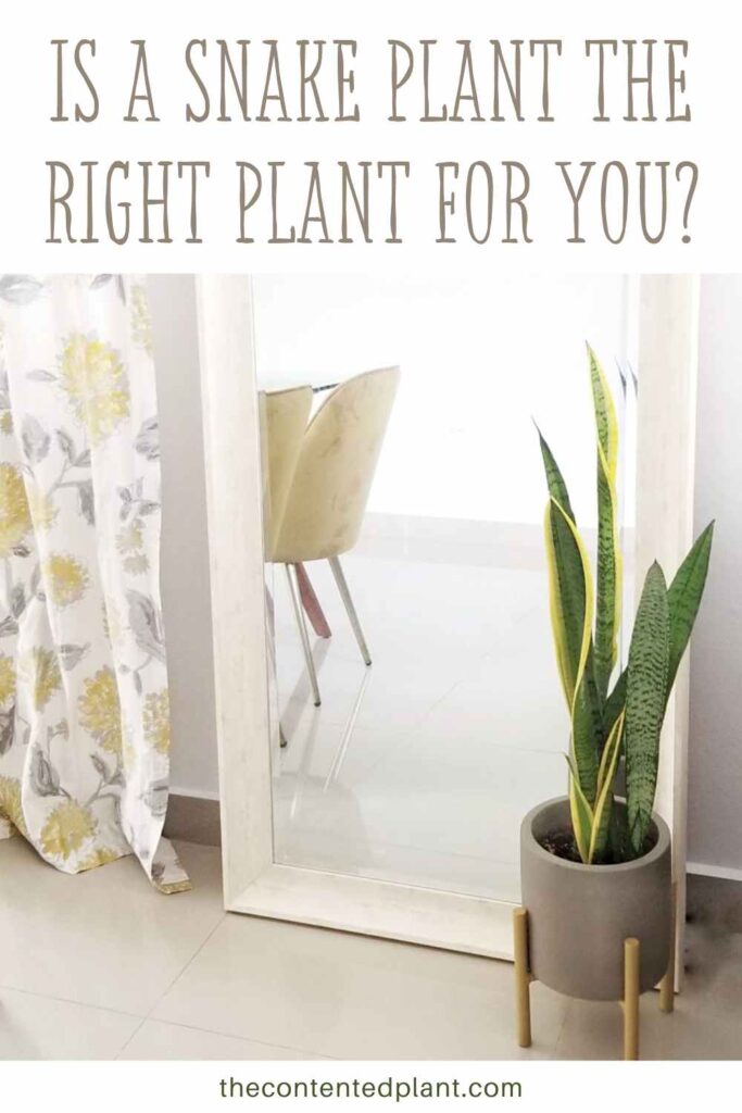 snake plant care guide-pin image