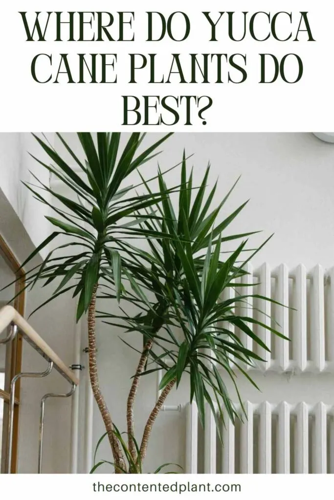 where do yucca cane plants do best-pin image