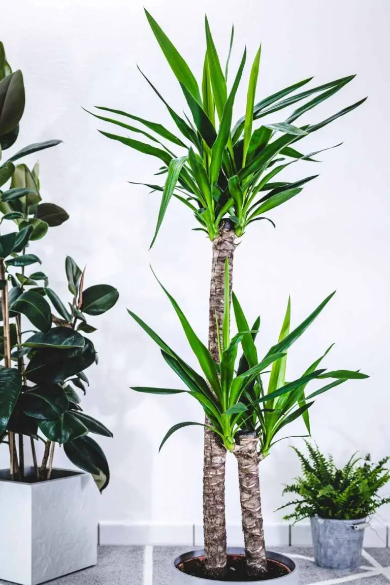 Yucca Cane Plant Profile and Care Guide The Contented Plant