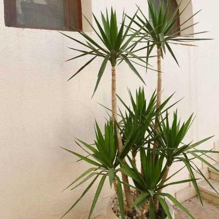 Yucca Cane Plant Profile and Care Guide - The Contented Plant