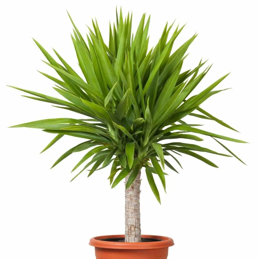 yucca cane plant