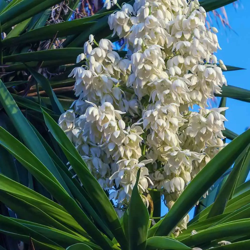 yucca flower 