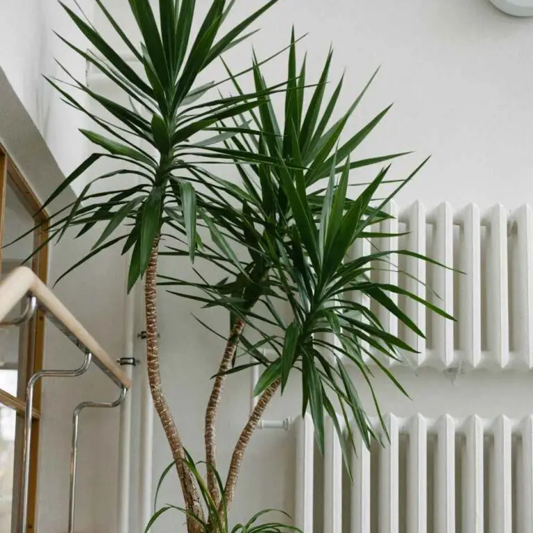 Nine Important Things About the Cat Palm The Contented Plant