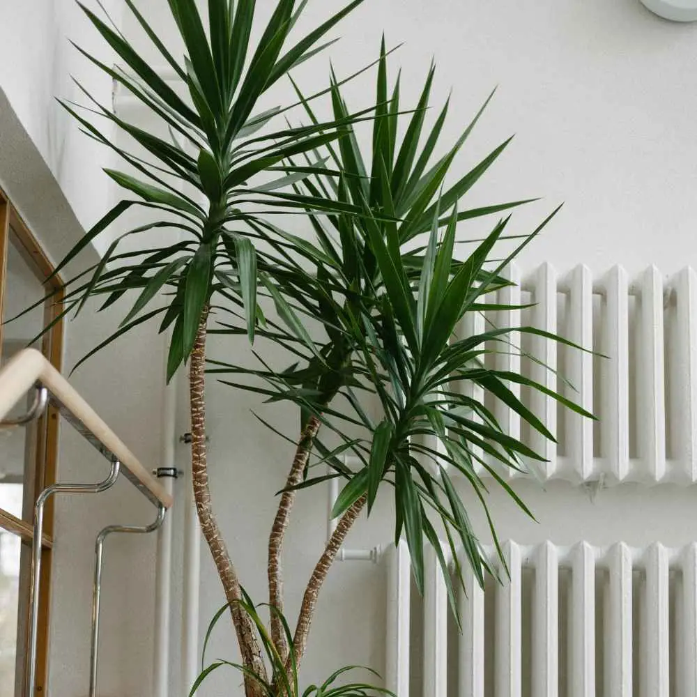 Yucca Cane tree. This plant can grow up to 15 feet indoors.