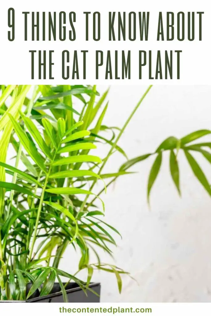 9 things to know about the cat palm plant-pin image