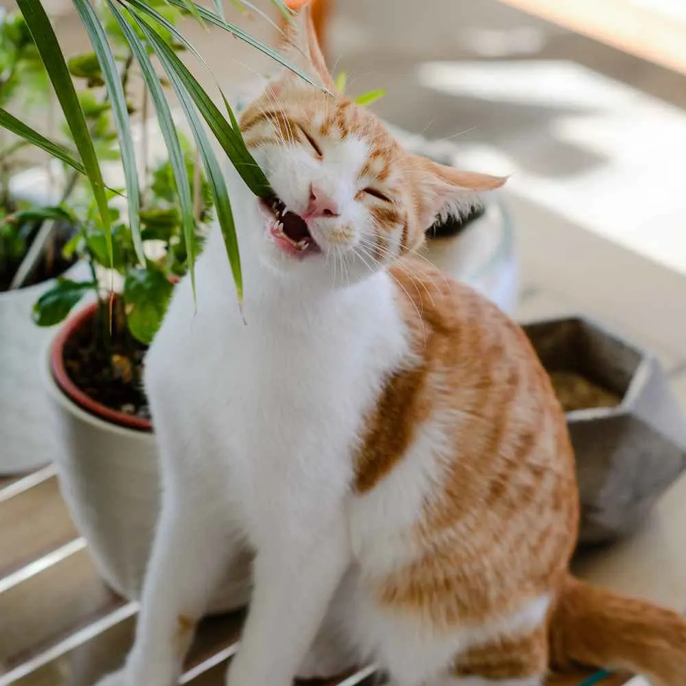 cat eating palm