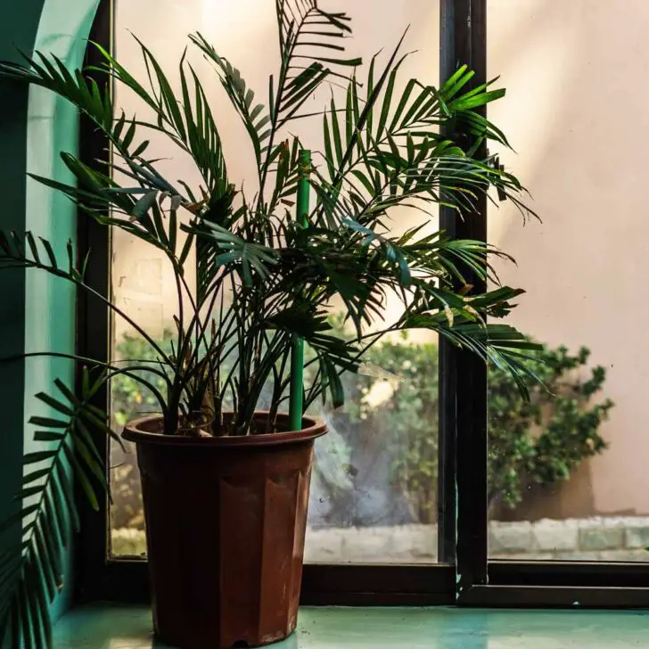 Nine Important Things About the Cat Palm The Contented Plant