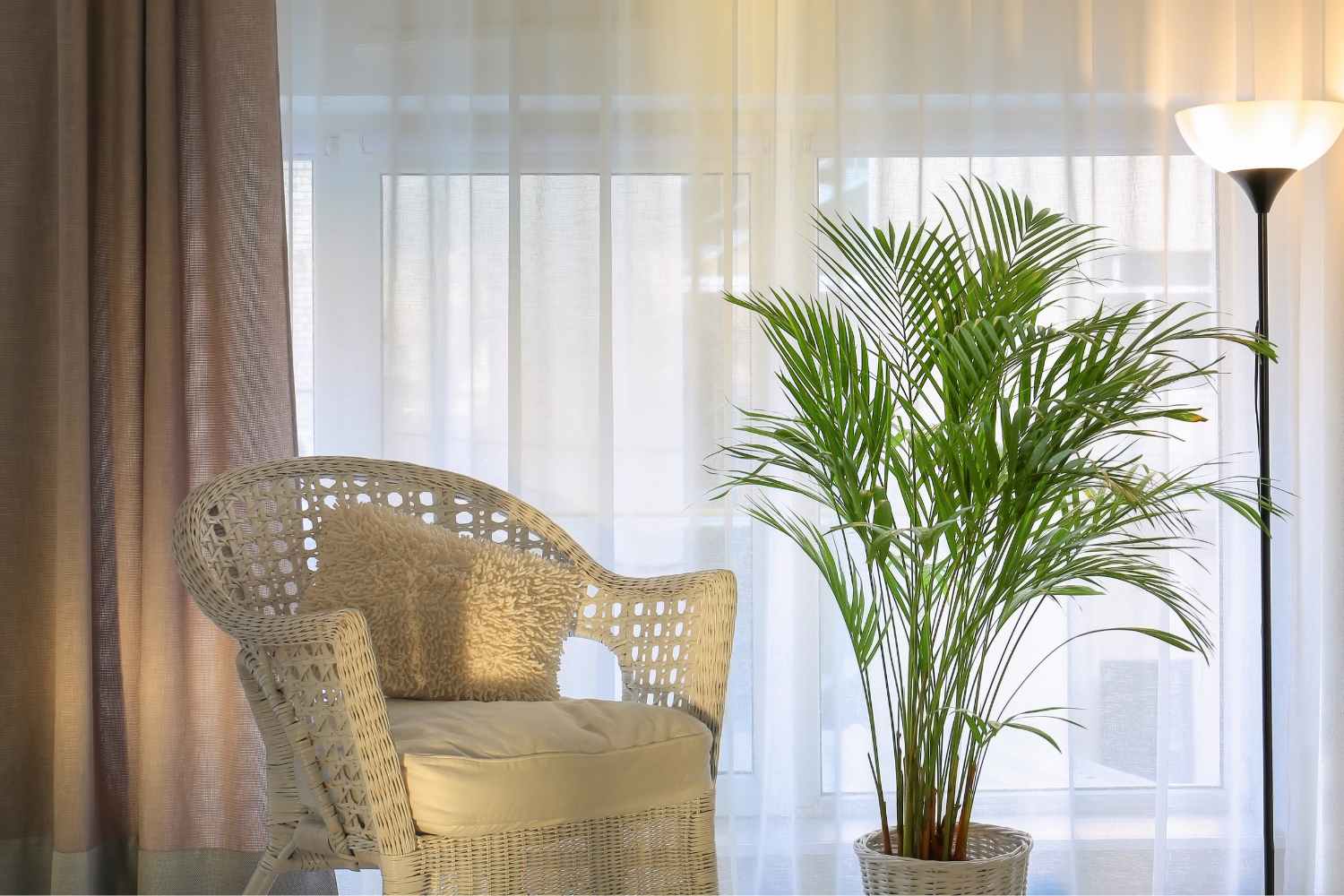 Nine Important Things About the Cat Palm The Contented Plant