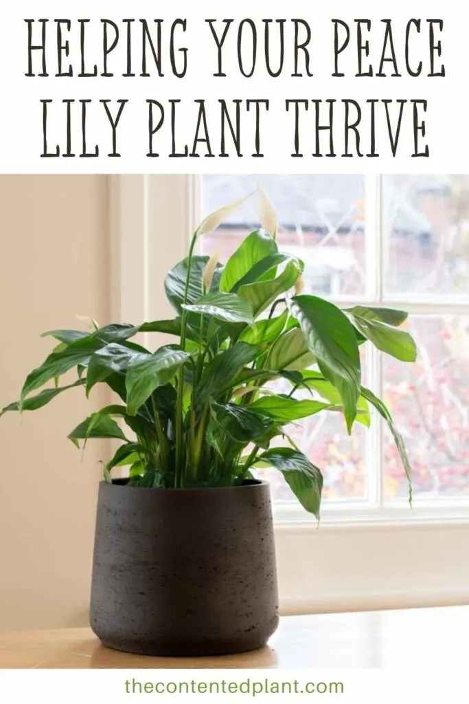 helping your peace lily plant thrive-pin image