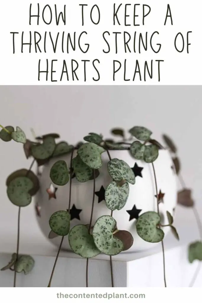 how to keep a thriving string of hearts plant-pin image