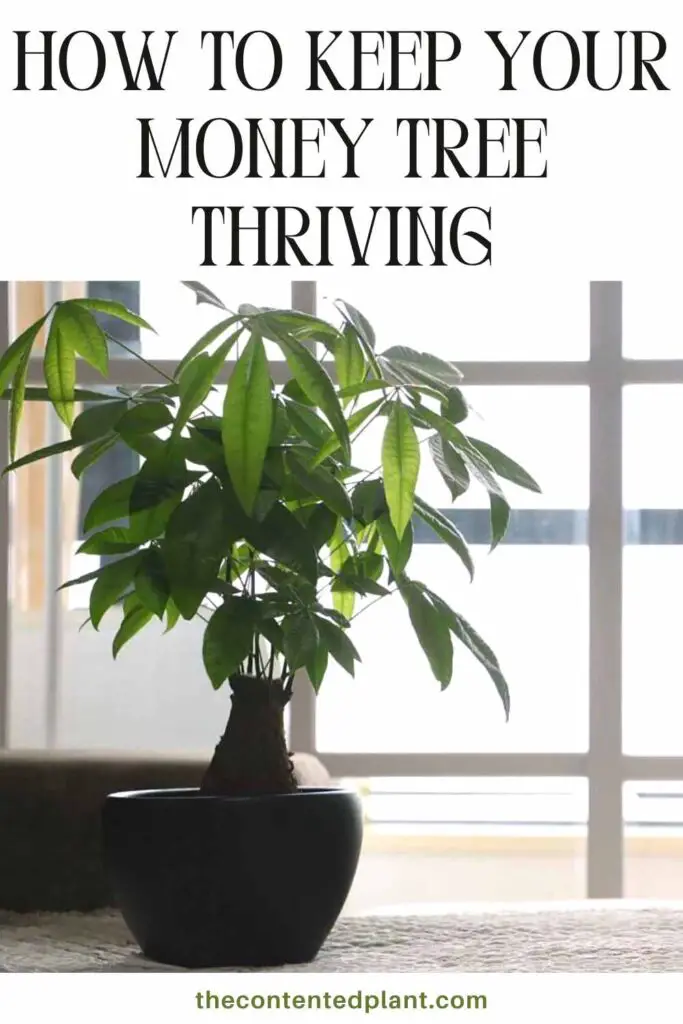how to keep your money tree thriving-pin image