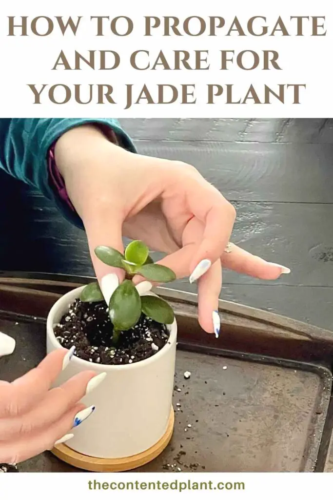 how to propagate and care for your jade plant-pin image