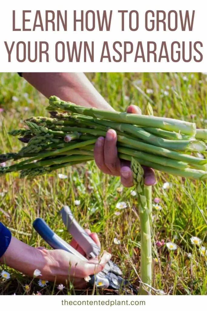 learn how to grow your own asparagus-pin image