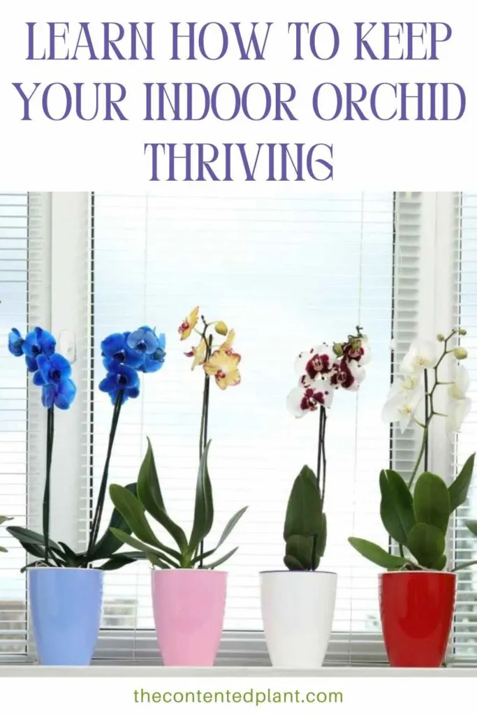 learn how to keep your indoor orchid thriving-pin image