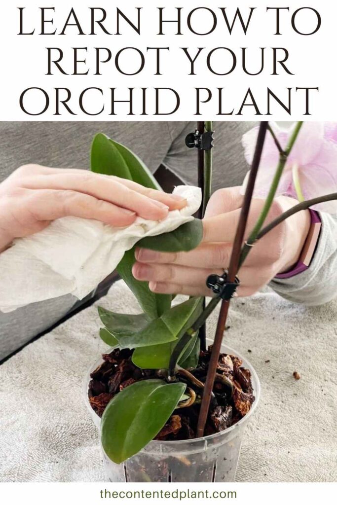 learn how to repot your orchid plant-pin image