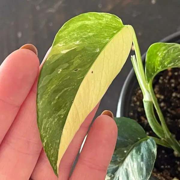 Epipremnum Pinnatum also with half moon variegation