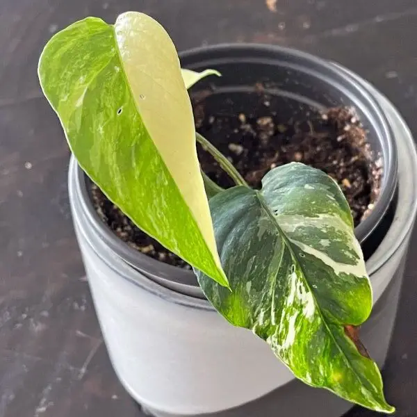 Pothos Epipremnum pinnatum albo variegata