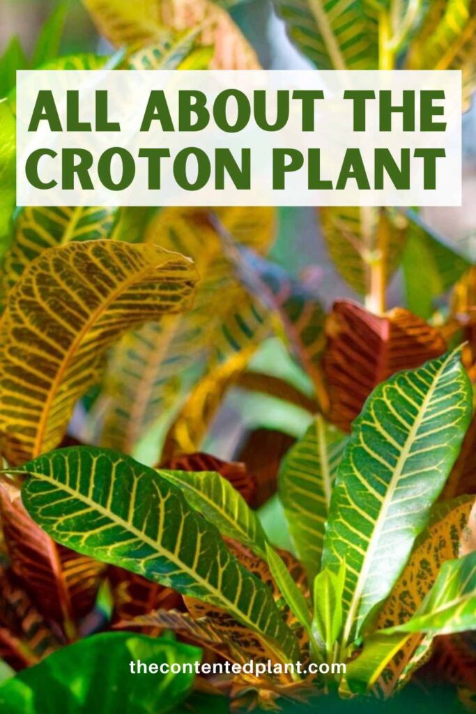 all about the croton plant-pin image