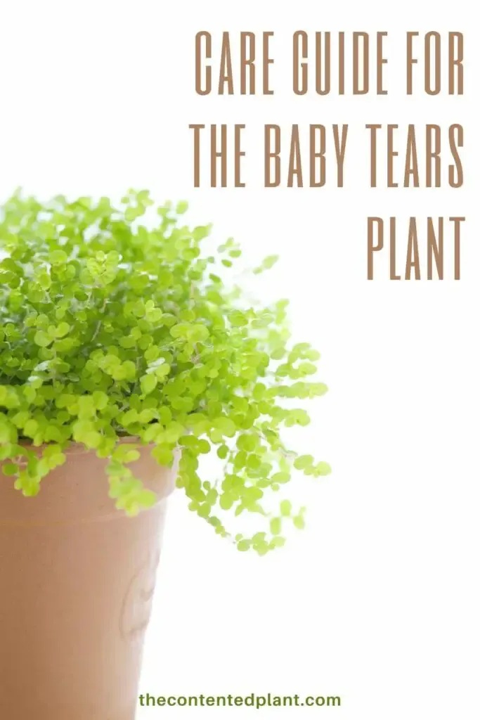 care guide for baby tears-pin image