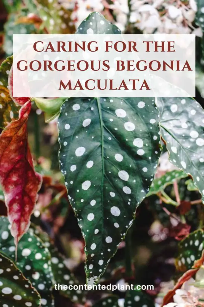 caring for the gorgeous begonia maculata-pin image