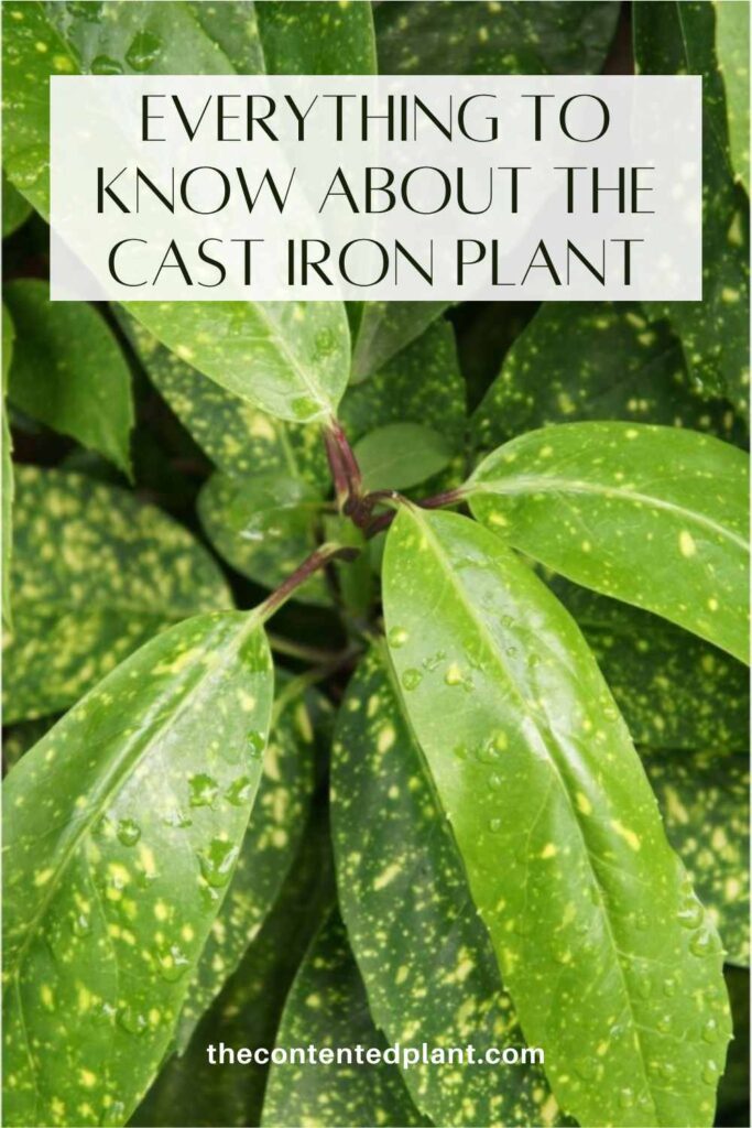 everything to know about the cast iron plant-pin image