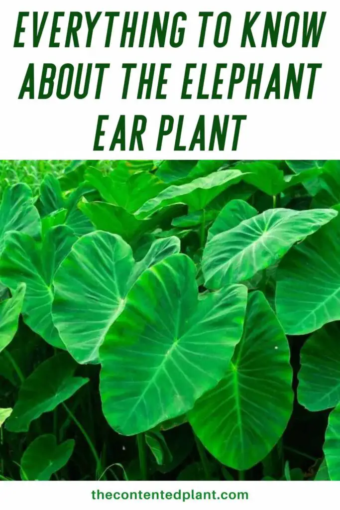 everything to know about the elephant ear plant-pin image